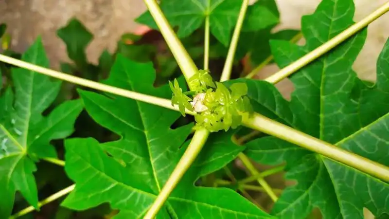 木瓜樹開花不結果？實用技巧助你實現果實滿枝。