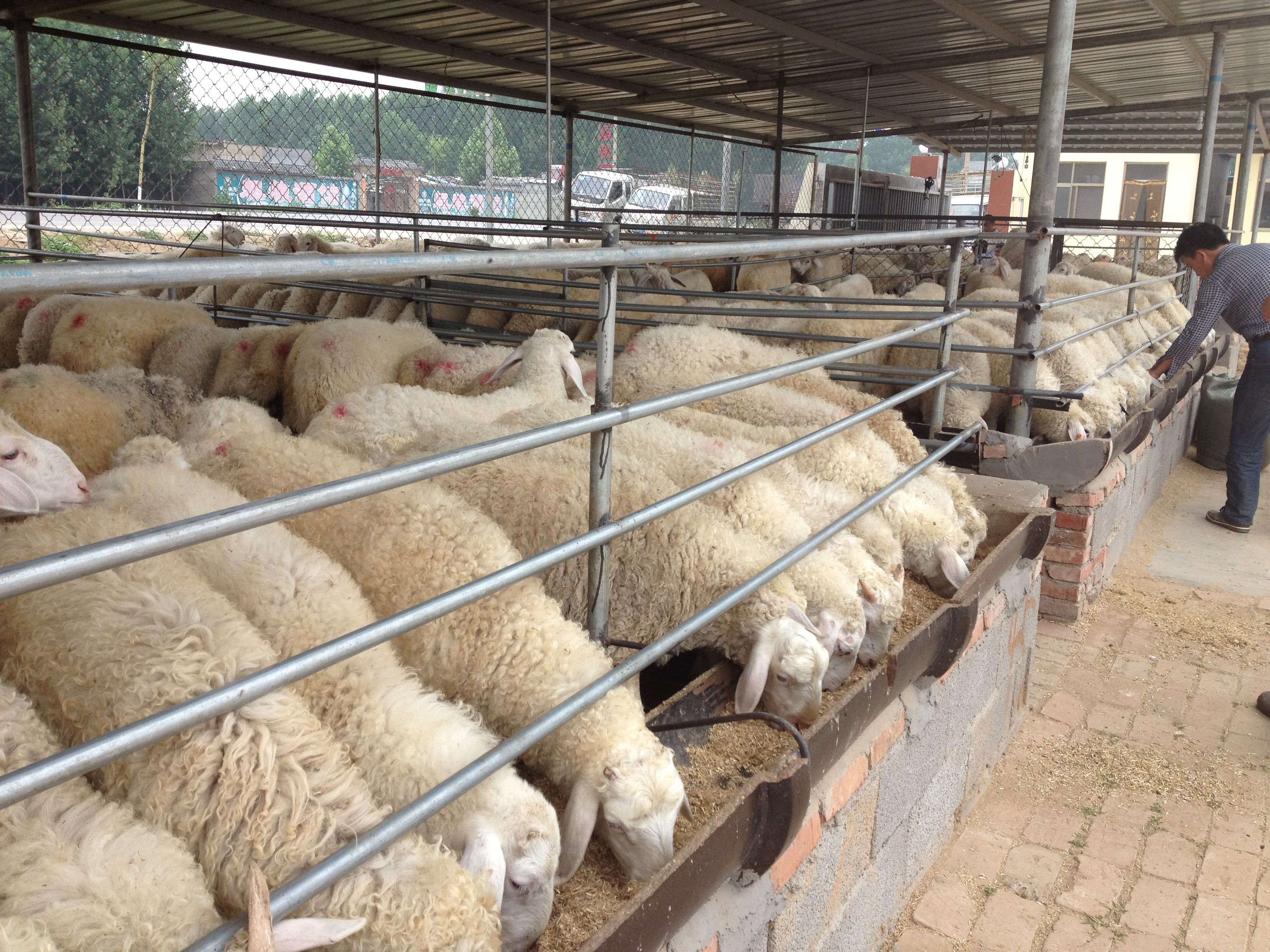 綿羊養殖戶必須收藏：打造完美飼養環境及超詳細的養殖管理技巧。