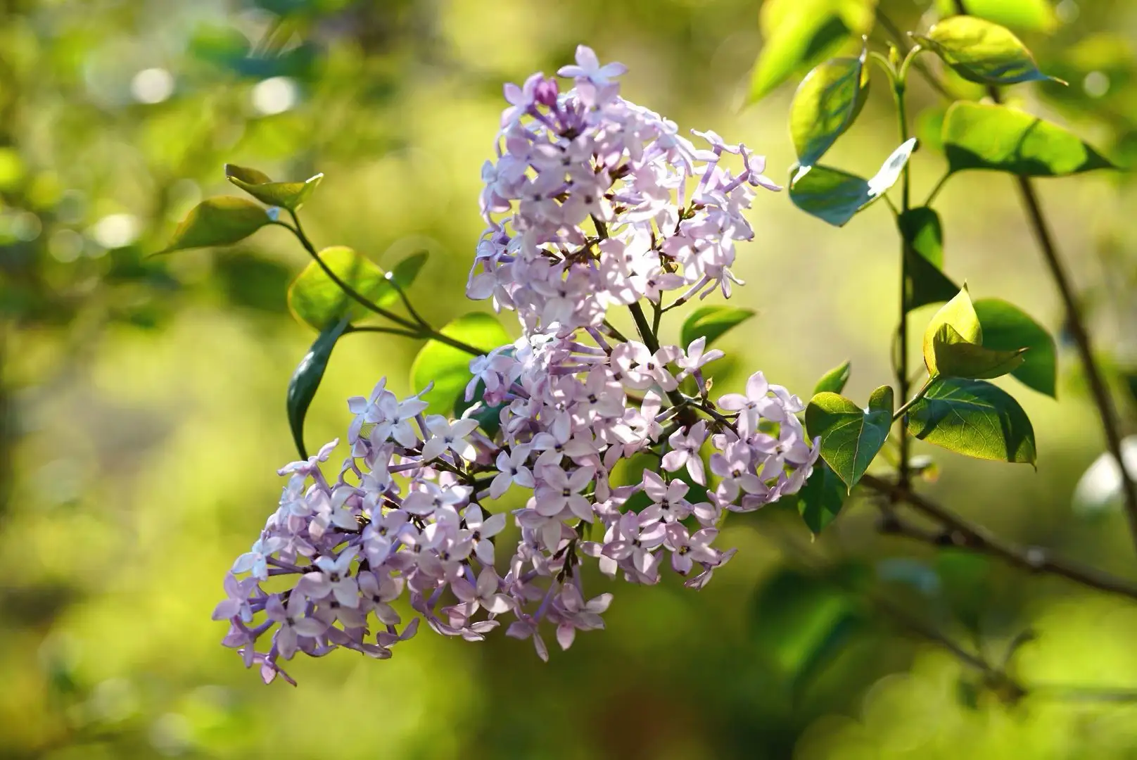 綠意盎然，香滿室—丁香花盆栽養護指南寶典