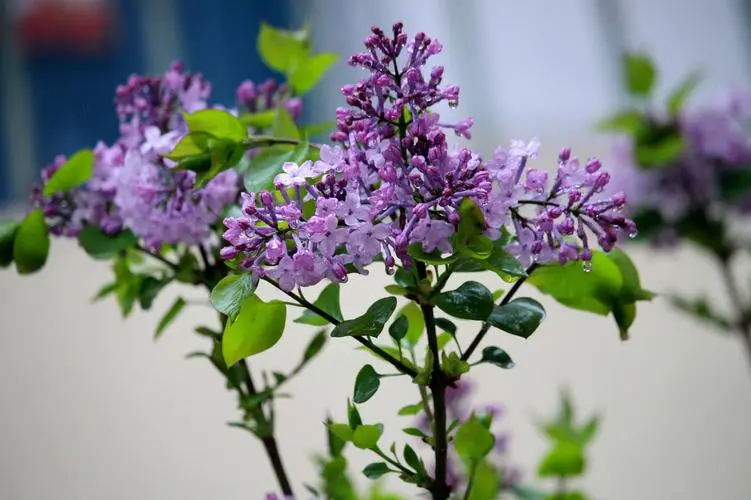 綠意盎然，香滿室—丁香花盆栽養護指南寶典