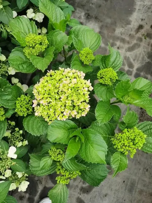 繡球花多年生還是一年生？冬日也能耐寒燦爛開放！