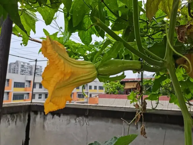 絲瓜不開花不結果的五大元凶，你中招了嗎？