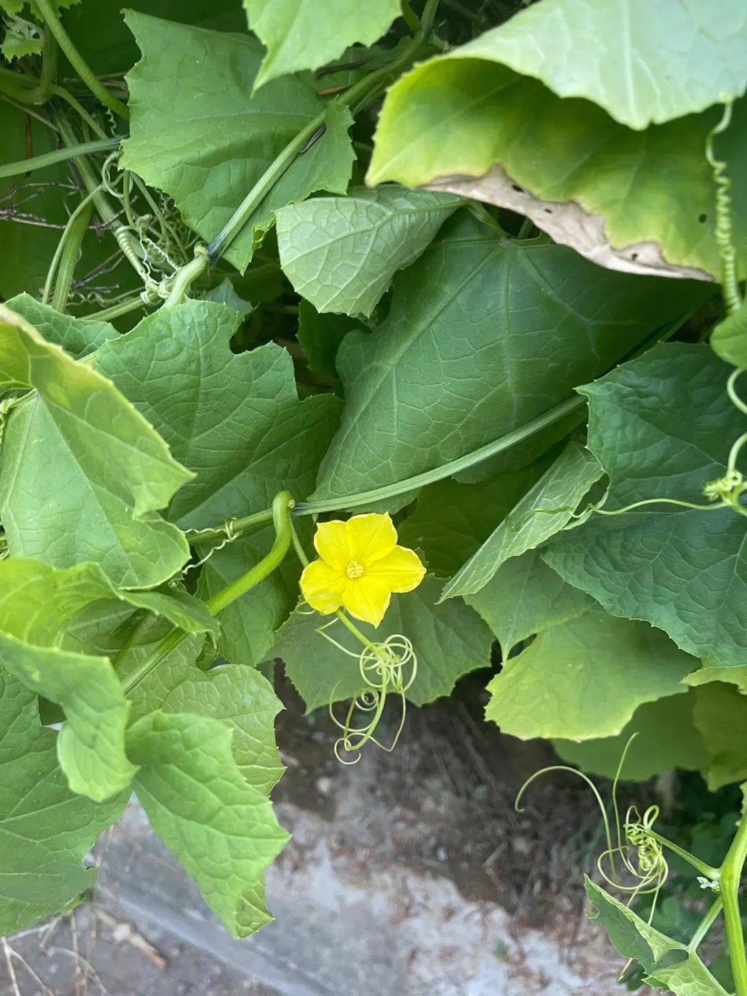 絲瓜不開花不結果的五大元凶，你中招了嗎？