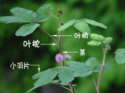 含羞草為何持續觸碰不再“害羞”不會合上​​​​​​​？