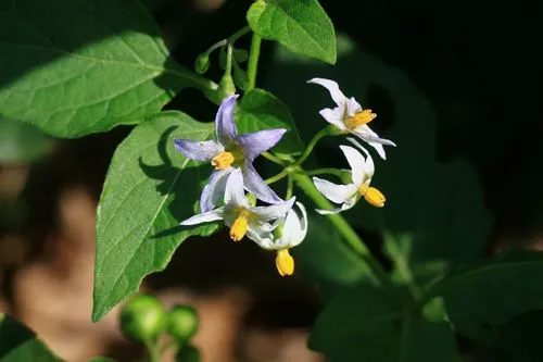 茄子是什麼科植物類型？一年生草本植物的代表。