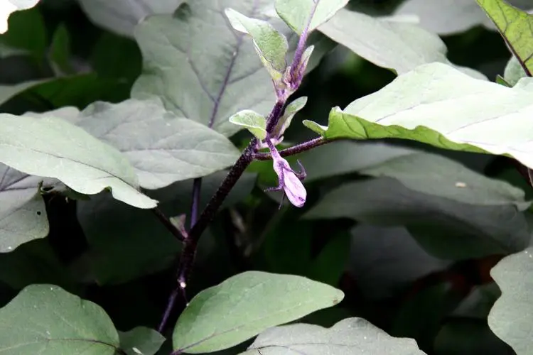 茄子是什麼科植物類型？一年生草本植物的代表。