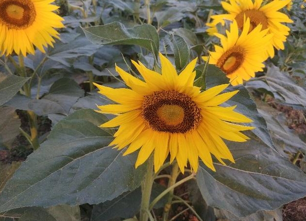 一顆向日葵可以結幾朵花？一朵花千種風情。