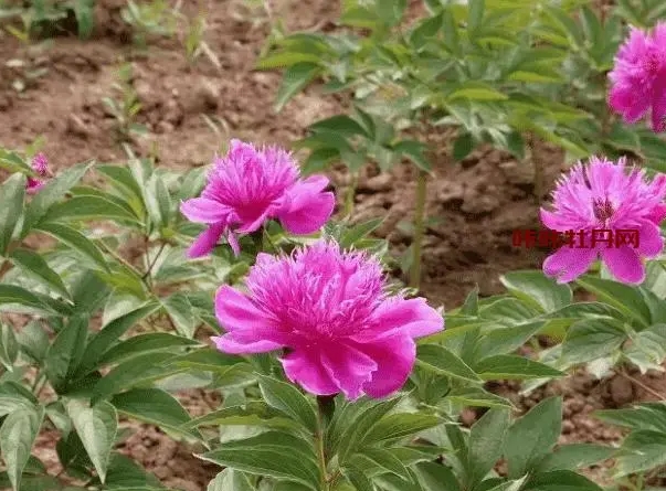 秋播春賞，芍藥種子種植指南：打造你的私人花海！