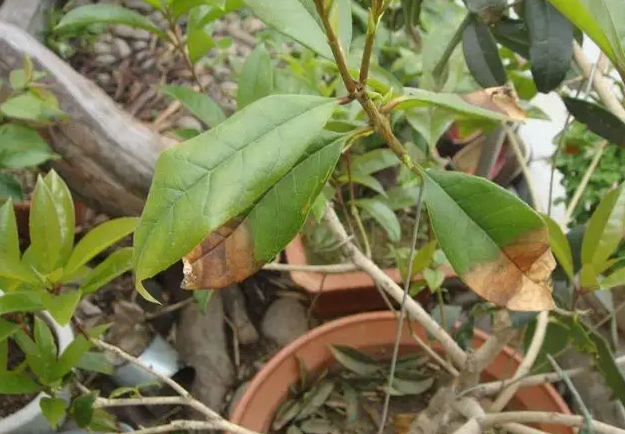 桂花樹種植陷阱：警惕發芽即枯的四大元凶