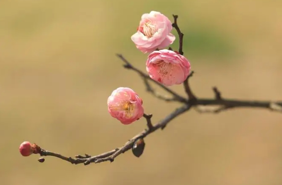 桃花和梅花怎麼區分？驚豔早春一眼辨真偽!