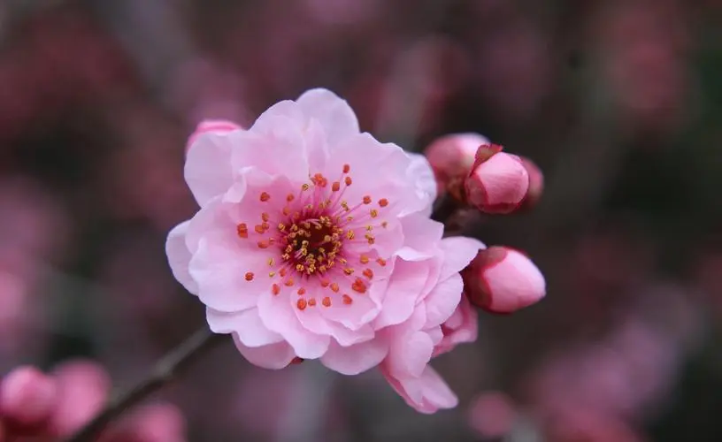 春日裏的吉祥之花：美人梅的花語與風水寶藏