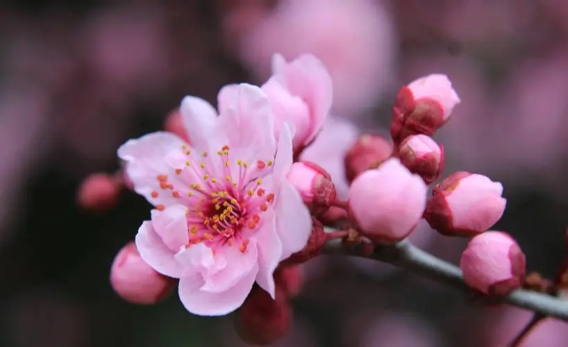 春日裏的吉祥之花：美人梅的花語與風水寶藏