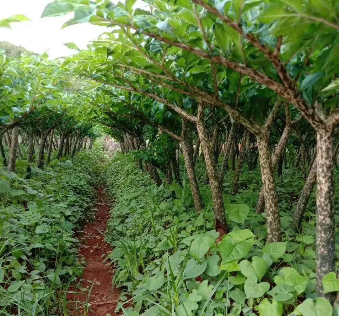 爆品魔芋如何煉成？揭秘種植環境與關鍵管理要點