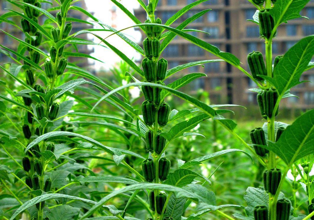 芝麻為什麼那麼小？體型雖小藏著大自然的生存哲學。