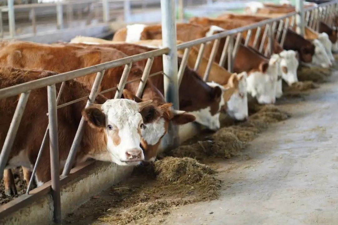 養殖新手必看：牛犢飼養多少天開始吃草料