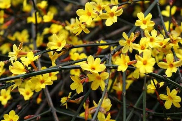 迎春花遭遇“生死劫”。拯救迎春花枝葉萎蔫幹枯寶典。