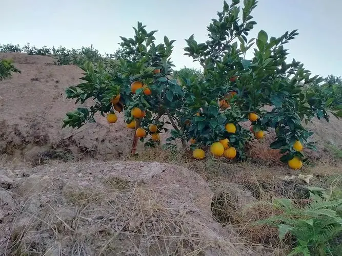 水分不足成臍橙種植難題，專家教你如何應對