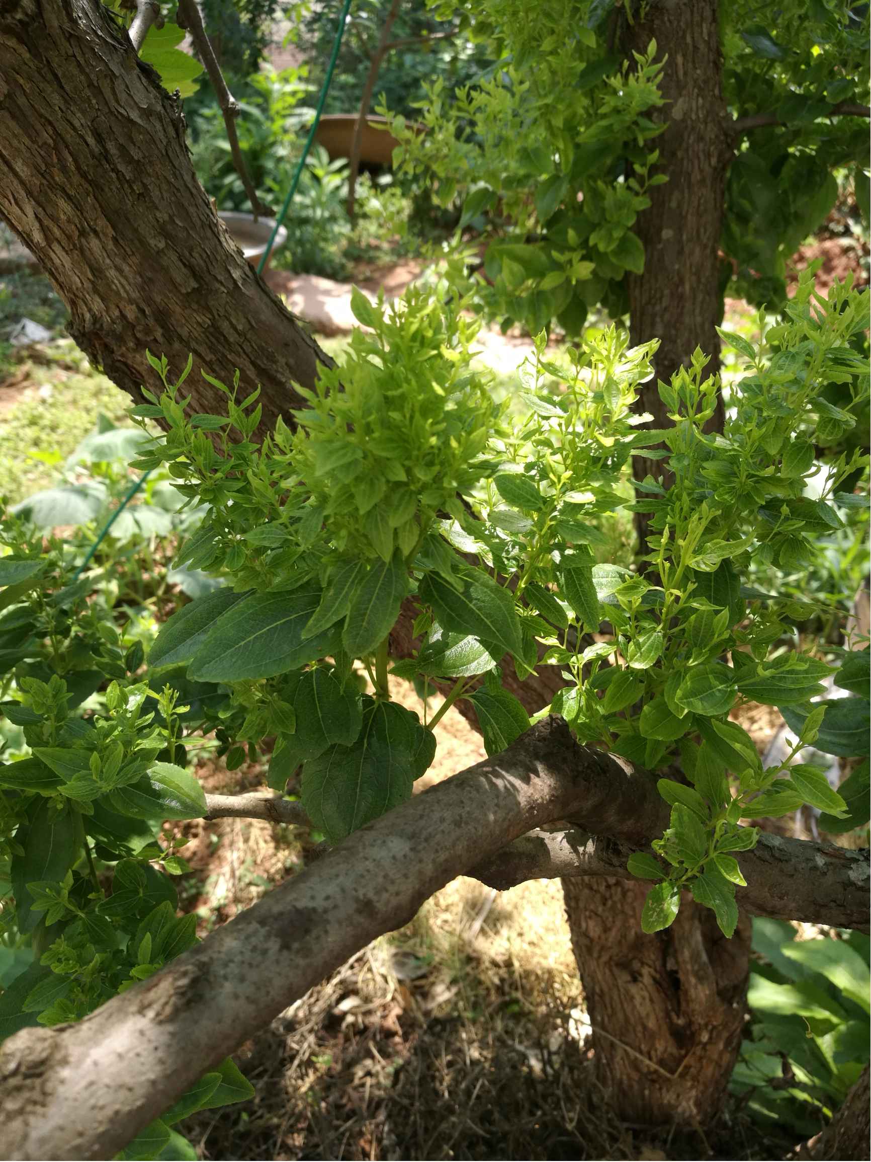 蜜棗樹的葉子瘋長長密密麻麻是什麼原因，警惕葉片異常增生問題。