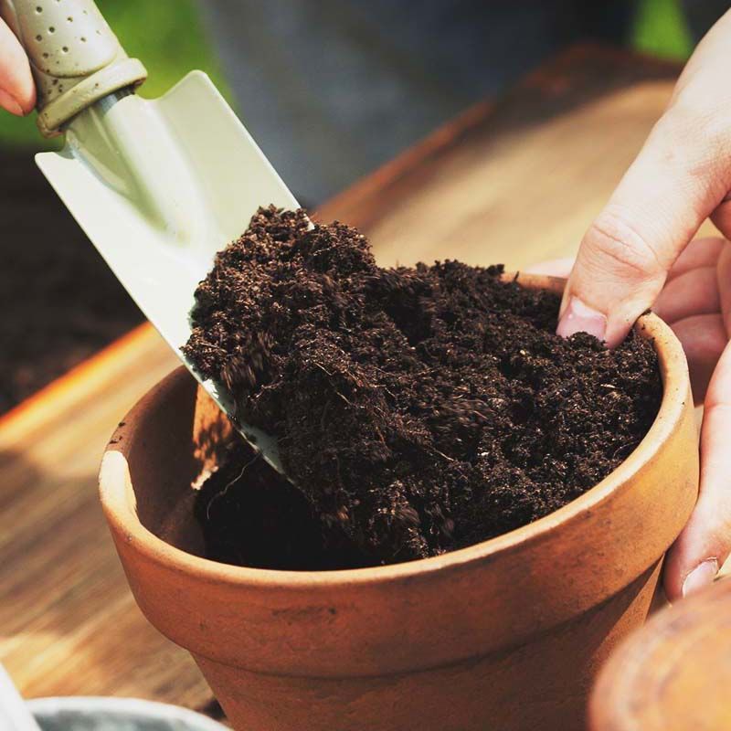 幸福樹種植用什麼土壤？土壤配方輕鬆DIY！