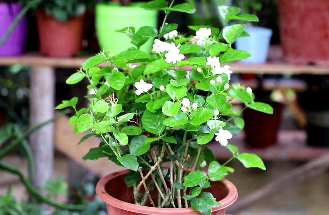 家中茉莉花盆栽花朵能泡水喝嗎？自製清新茶飲。