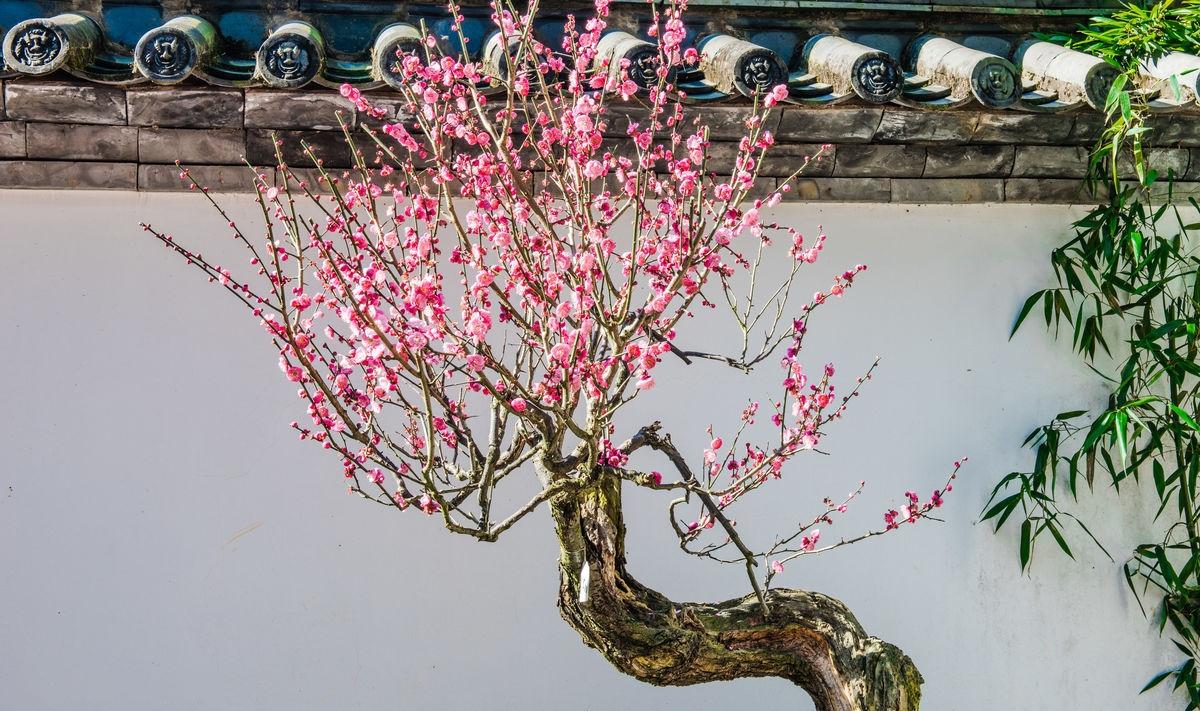 一樹梅花一院香，風水大師教你梅樹種植風水指南