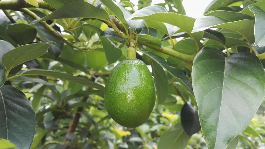 牛油果樹長什麼樣子？高清美圖帶你領略牛油果樹之美！