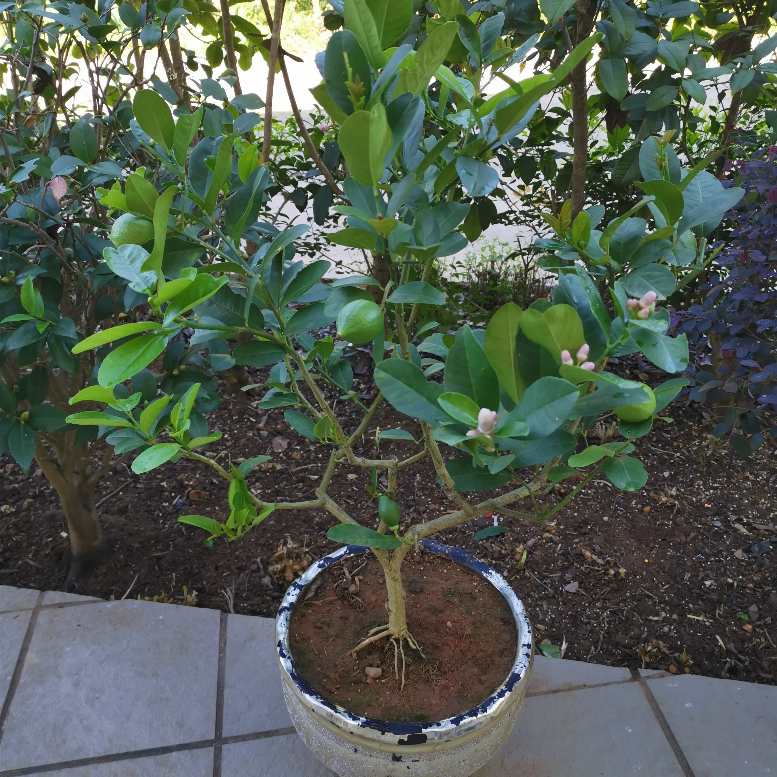 檸檬樹盆栽養護攻略，專家分享種植技巧檸檬香滿屋。