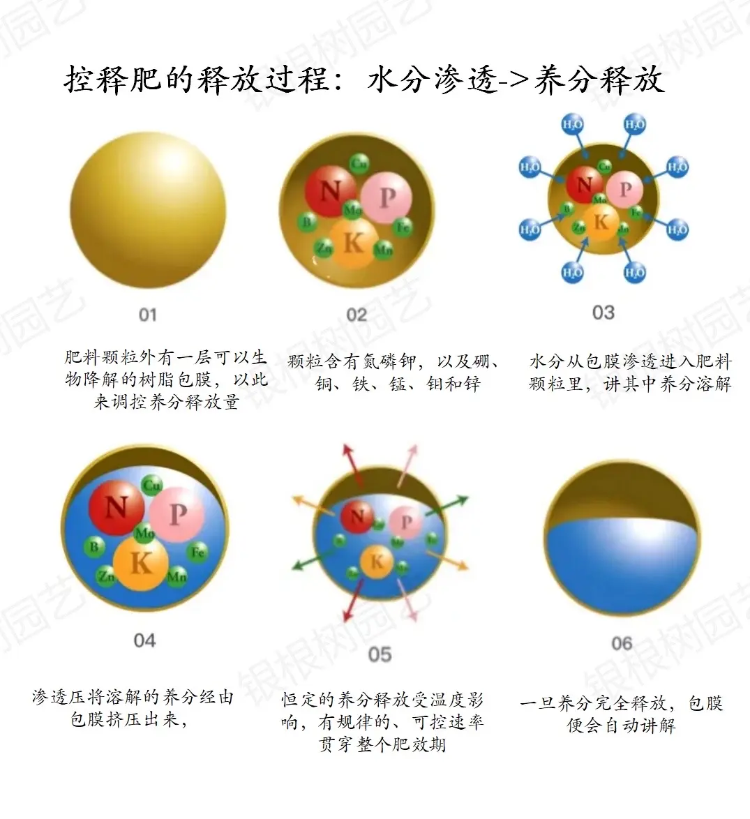 緩控釋肥：為作物量身定製的“營養餐”