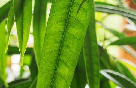 植物百科：，長葉榕是喬木還是灌木植物，長葉榕生長要求指南