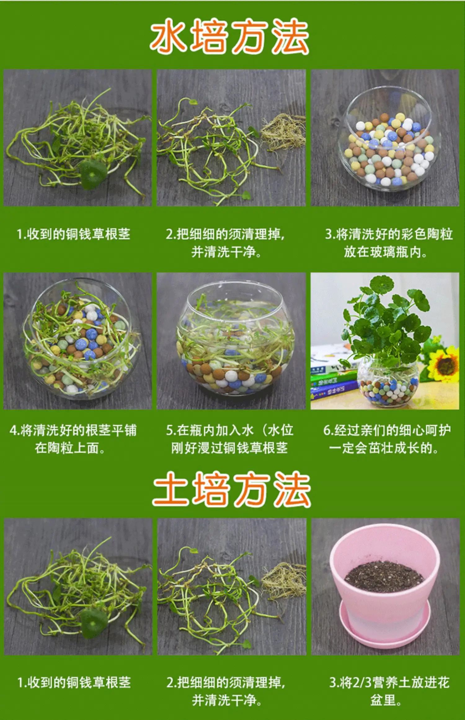 銅錢草種子長什麼樣？一看就懂的養殖方法指南