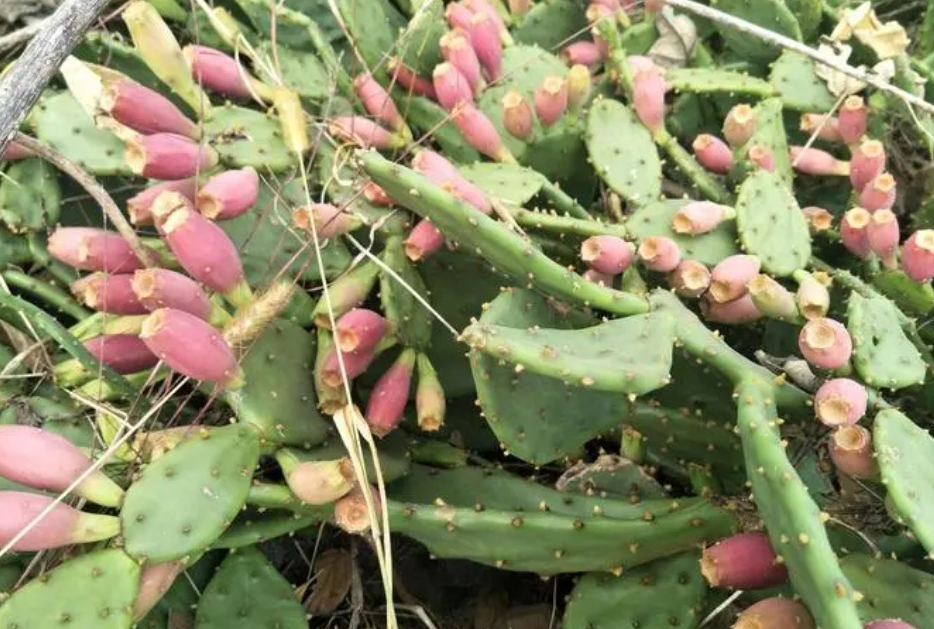 仙人掌果每年都結果嗎？生長周期與影響因素關係