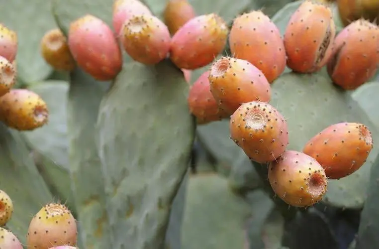 仙人掌果每年都結果嗎？生長周期與影響因素關係