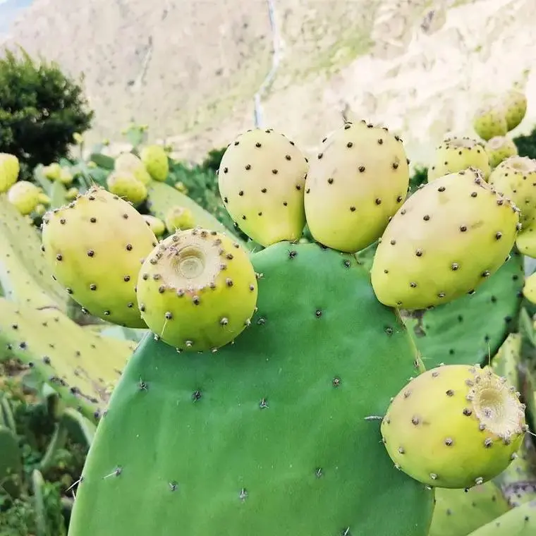 仙人掌果每年都結果嗎？生長周期與影響因素關係