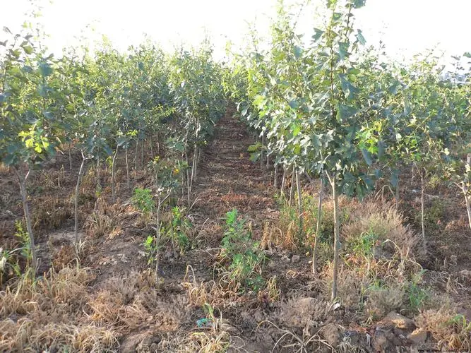 山楂樹高產的秘籍，環境要求和最佳種植密度指南