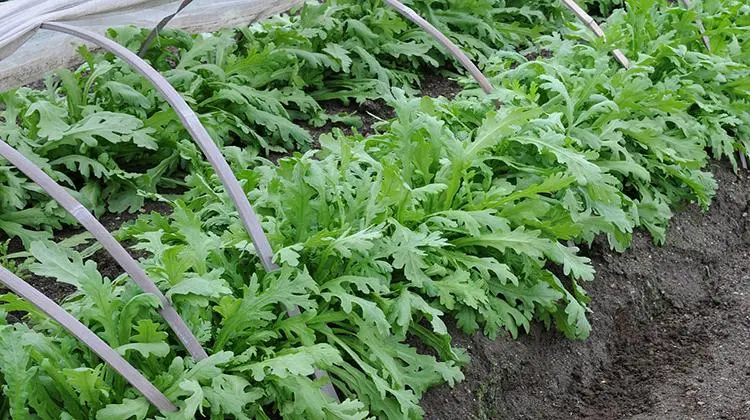 大棚茼蒿夏季高產栽培技術分享，實現茼蒿豐收夢