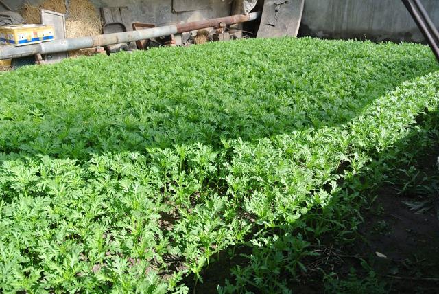 大棚茼蒿夏季高產栽培技術分享，實現茼蒿豐收夢