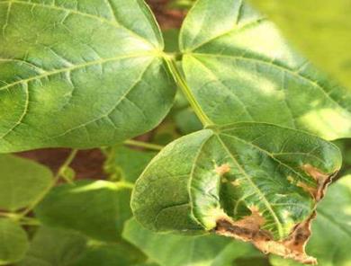 芸豆種植戶必看-芸豆葉子枯萎的原因有哪些？