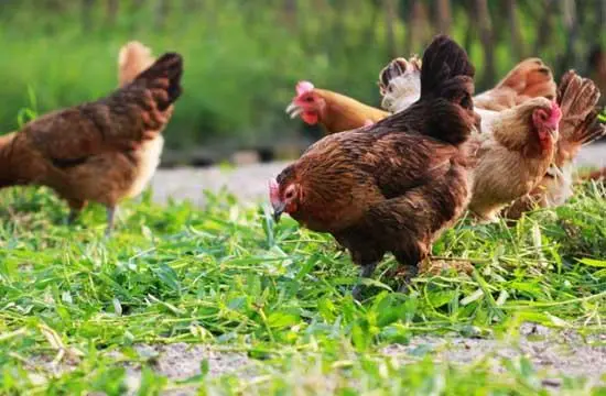 肉用種雞的飼養管理要點有哪些？