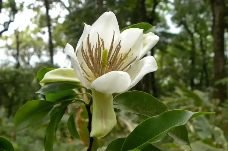 珍稀植物樹種：長蕊木蘭的生態魅力與研究保護 