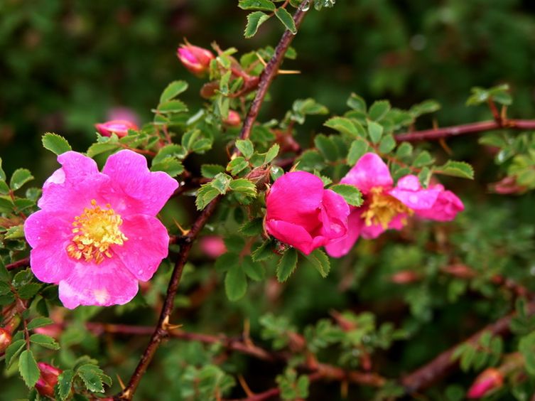 刺薔薇：庭院中的藥香瑰寶，養殖技巧公開