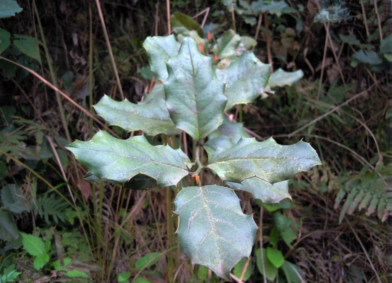 阿波樹蘿卜是什麼植物？附生高手的魅力介紹