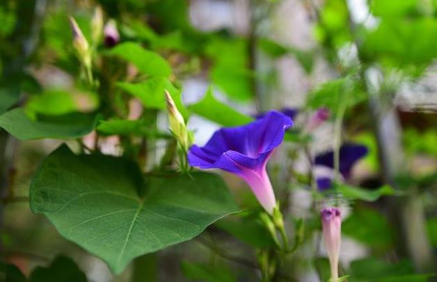 牽牛花為何叫牽牛花？分享背後的故事與傳說