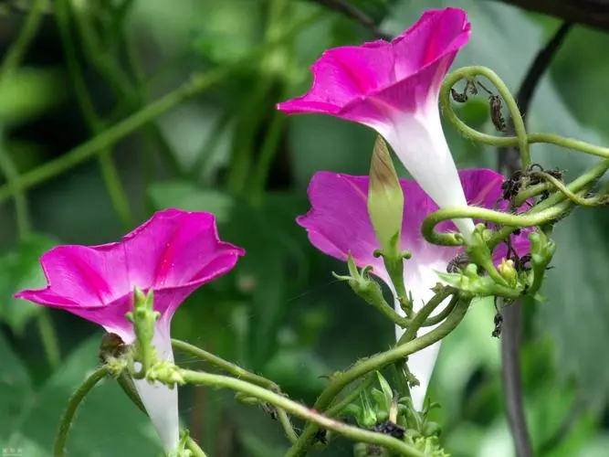 牽牛花為何叫牽牛花？分享背後的故事與傳說