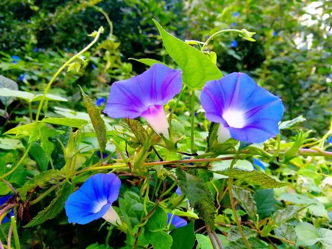 牽牛花為何叫牽牛花？分享背後的故事與傳說