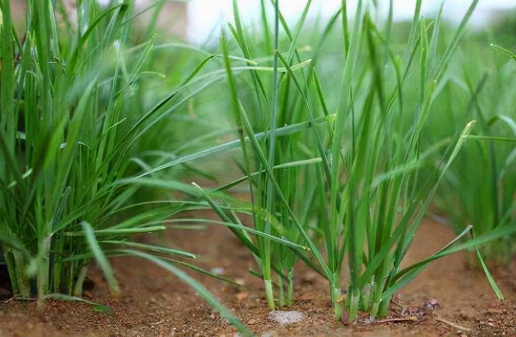 韭菜種植新手指南：種子播種VS幼苗移植優缺點一目了然