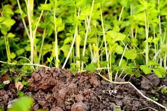 家庭園藝新手必看：香菜苗長多大可以移植栽種