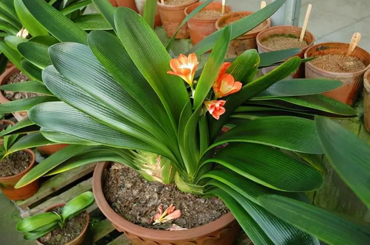 居家養花必看：詳細花卉養護指南讓家中綠植茁壯成長