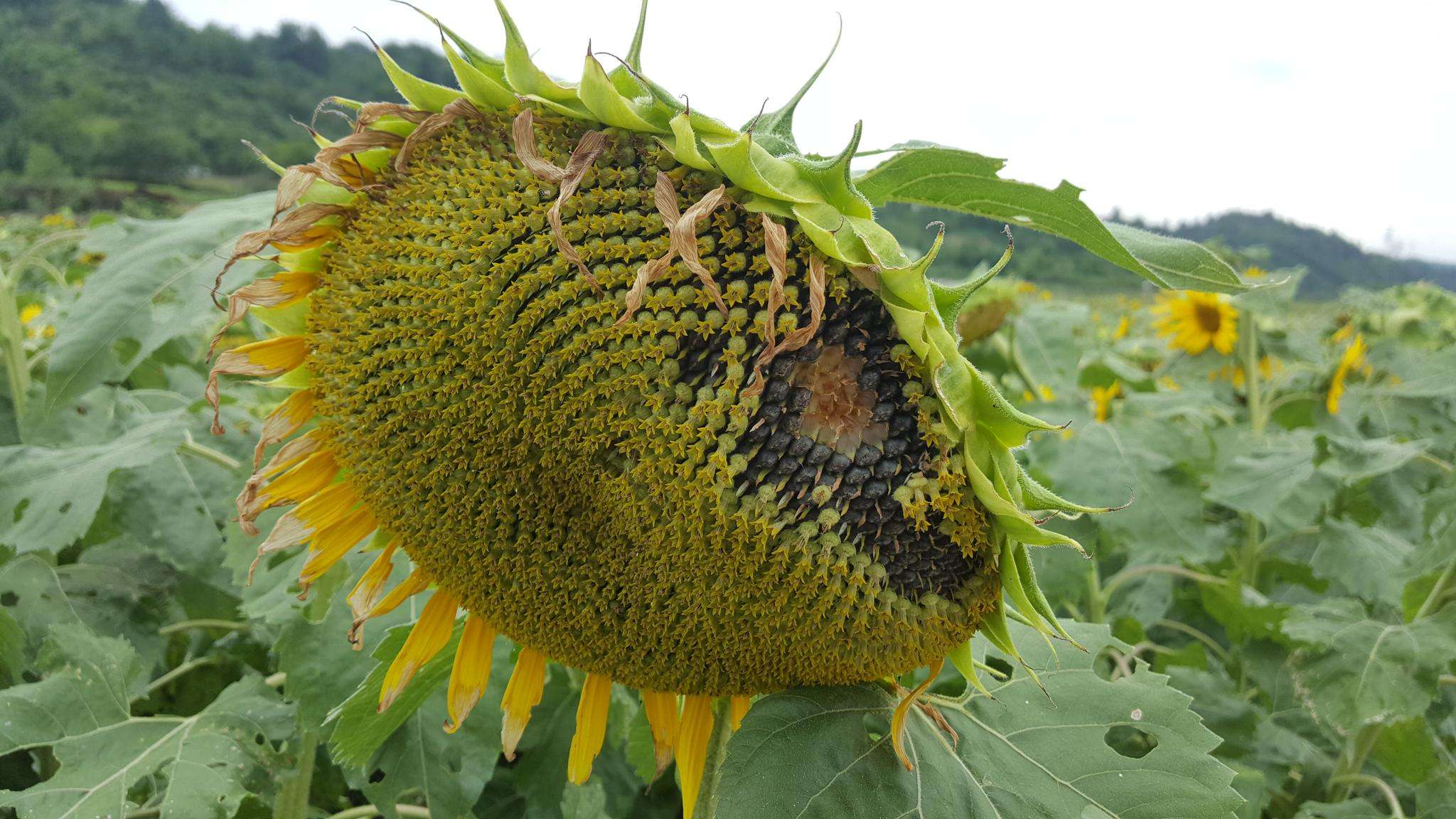 向日葵的成長之路：開花後多久能迎來瓜子的豐收？