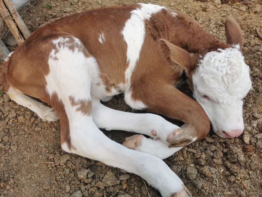 飼養新生牛犢必看：不吃奶的解決方法及日常注意事項