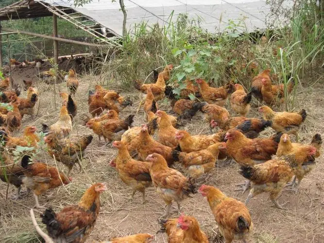 慢工出細活：肉雞慢速生長的優勢與養殖要點介紹